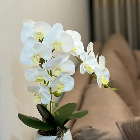 Gloria Prestige